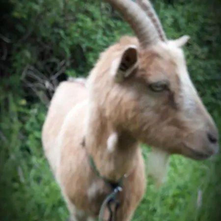 La Bulle En Baie, Proche Mont Saint-michel, Au Calme, Pour 4 Pers Appartement