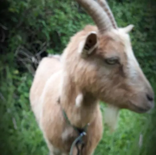 La Bulle En Baie, Proche Mont Saint-michel, Au Calme, Pour 4 Pers Appartement