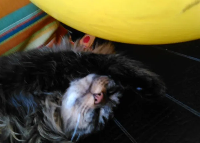 Appartement La Bulle En Baie, Proche Mont Saint-michel, Au Calme, Pour 4 Pers Crollon